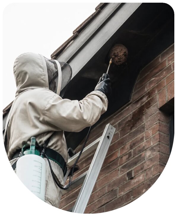 Профессиональное уничтожение ос и шершней в Алейске безопасно